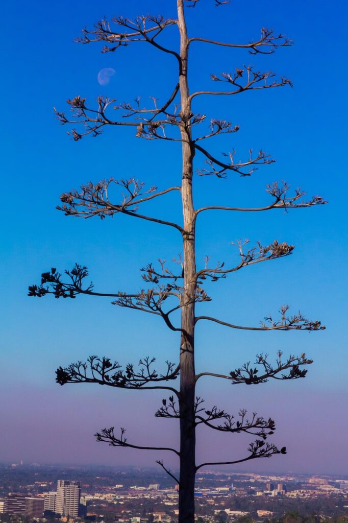 peace, ash wednesday, tranquil, tranquility, positive thinking, moon, tree, nature, gender equality, influencer, mindset, mistake, sky, beautiful, glendale, counseling, peaceful, inscription, aesthetics, old, outdoor, high, asian, prayer, religion, blue thinking, blue prayer, blue think, ash wednesday, ash wednesday, positive thinking, positive thinking, influencer, mindset, mindset, mindset, mindset, mindset, mistake, mistake, mistake, counseling